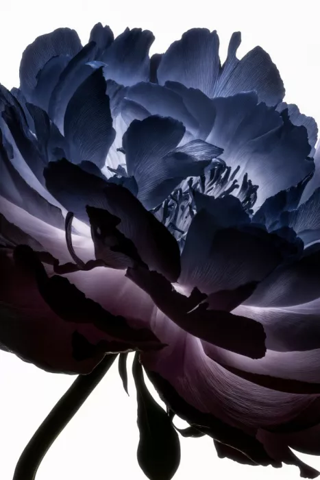 Minorstep: Chute de lumière florale - Halo indigo
