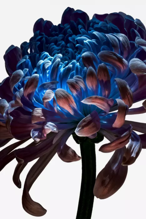 Minorstep: Fleurs dans la chute de lumière - Couronne cobalt