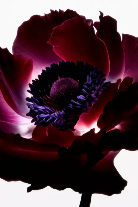 Minorstep: Florales en chute de lumière - Fleur Grenat