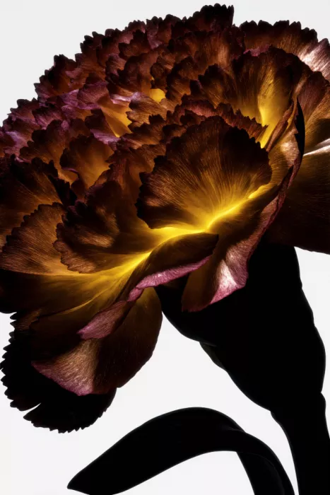 Minorstep: Chute de lumière florale - Frange safran