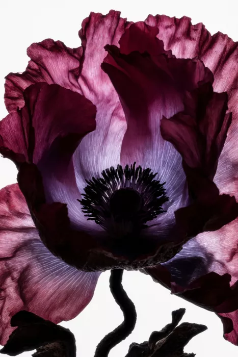Minorstep: Fleurs en lumière déclinante - Coupe de velours