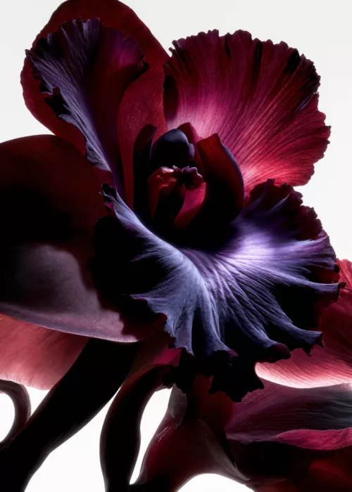 Minorstep: Chute de lumière florale - Arc d