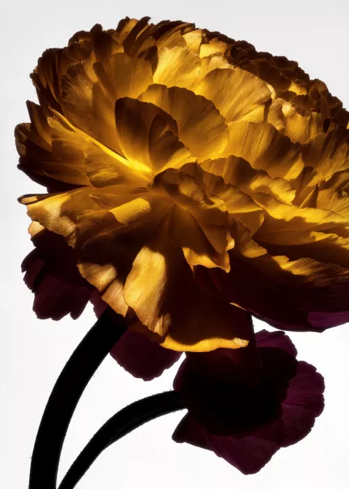 Minorstep: Florales en chute de lumière - Braise dorée