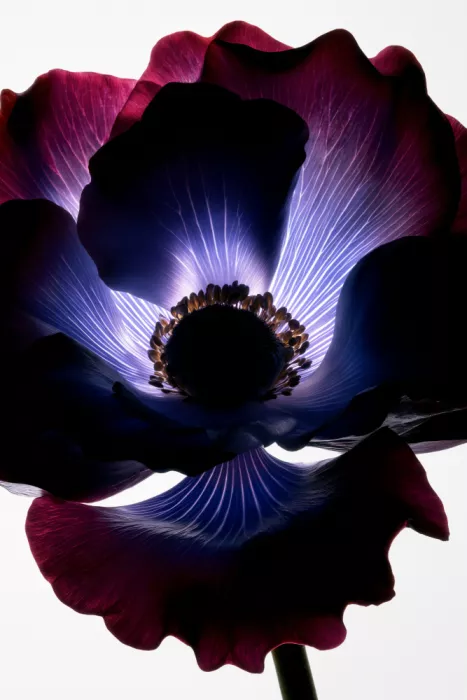 Minorstep: Florales en lumière déclinante - Veine violette