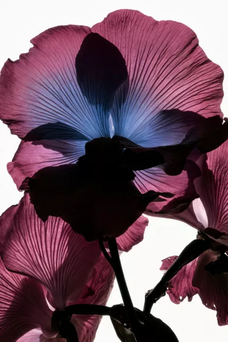 Minorstep: Chute de lumière florale - Voile de perles