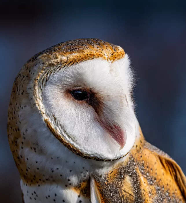 Yan, Songhu: Barn Owl
