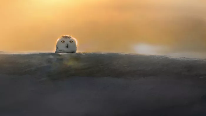 Luo, Dan: Glowing Silence
