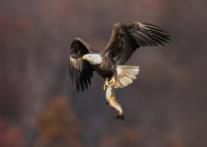 Gu, Zeren: Amber Talons