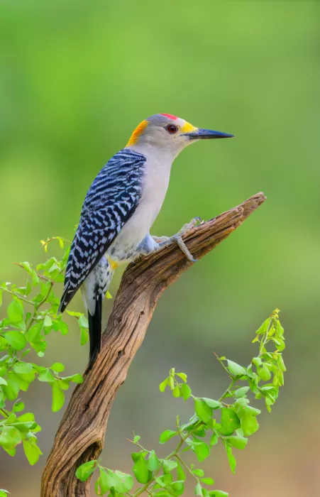 He, Mike: Golden Fronted Woodpecker