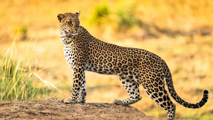 Chawla, Shobhit: On the lookout..