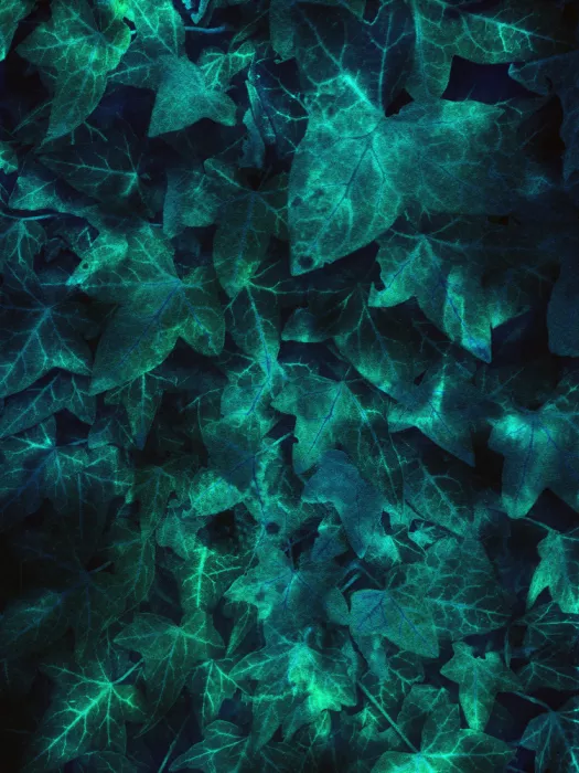 Cerantola, Angelo: Edera Teal