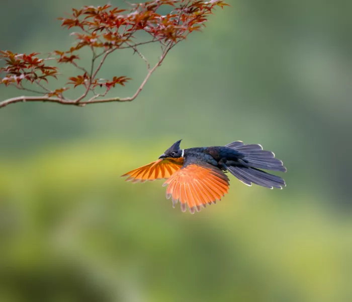 tan, yuzhong: 红翅凤头鹃