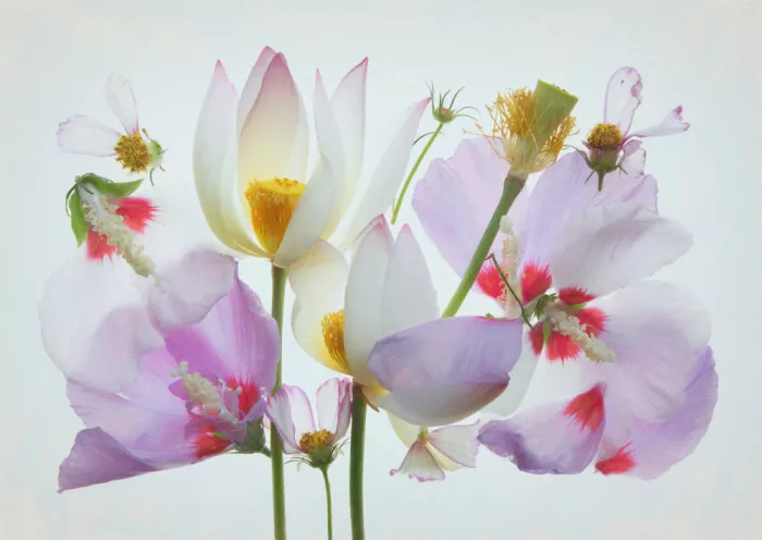 Zhou, Fangping: Loto e Hibisco