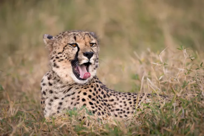 Strom, Mark: Big Lick