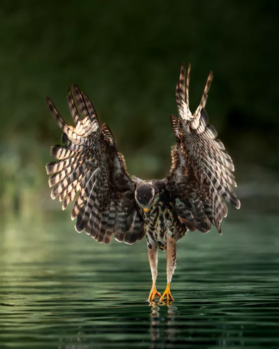 PEREZ, Lisandro: Snail kite