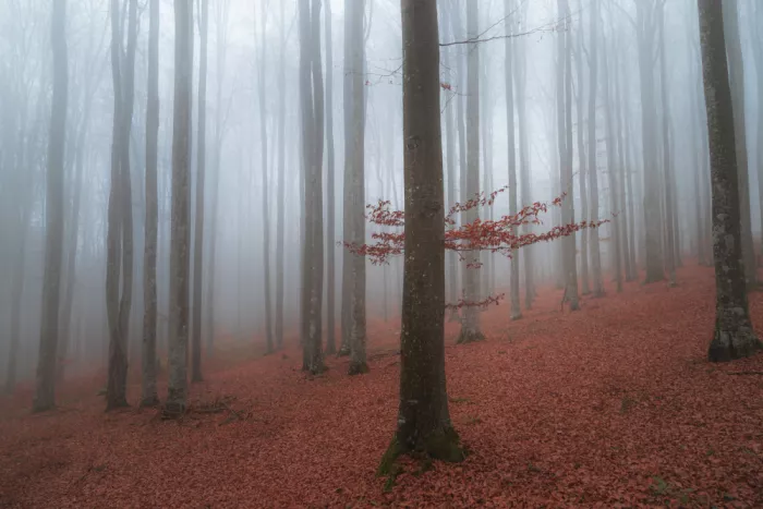 Coman, Ionut Alexandru: Spätherbst-Detail in nebligem Wald