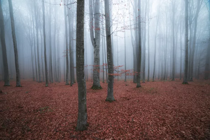 Coman, Ionut Alexandru: Spätherbtlicher Wald