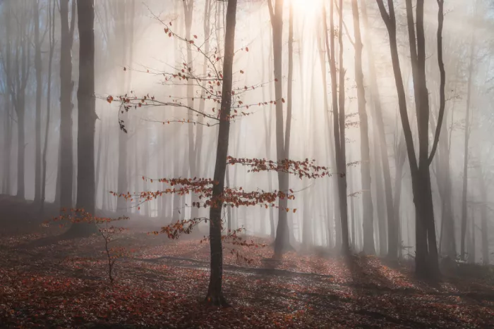 Coman, Ionut Alexandru: Nebel und erstes Licht