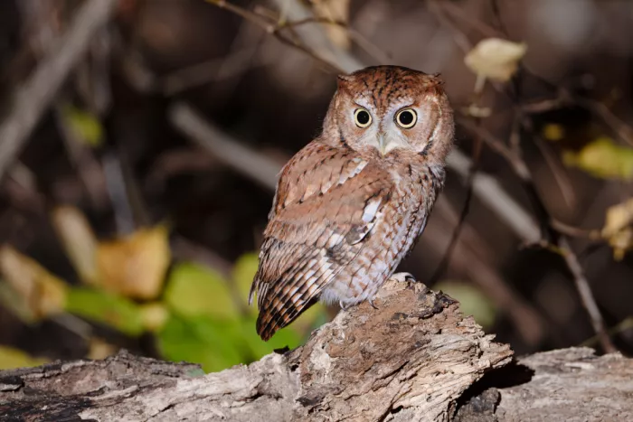 Chen, Johnny: Eastern Screech Owl