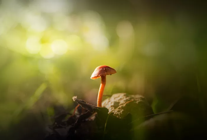 Joanaduenas: Small universe 2 7R55191.jpg