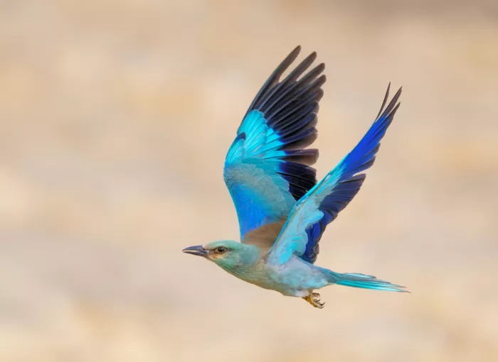 Braunstein, Doron: Ghiandaia marina in volo