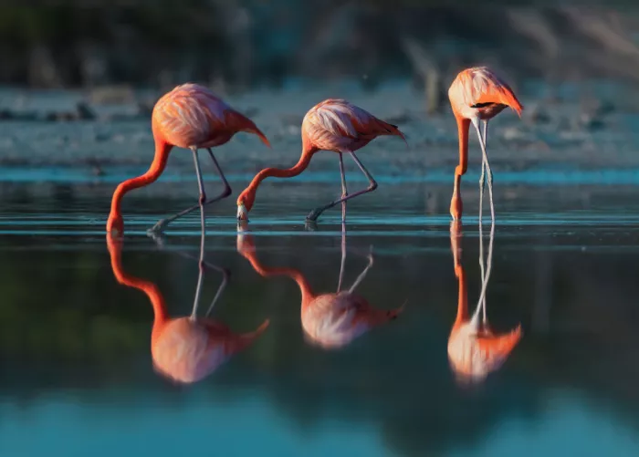 Gu, Zeren: Feeding Flamingos