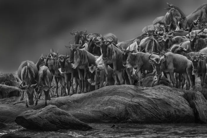 Qiu, Jenny: Awaiting the Crossing