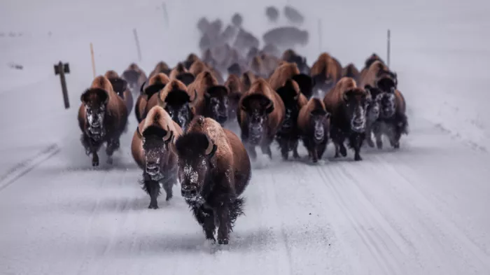 Gu, Zeren: Snowborne Stampede