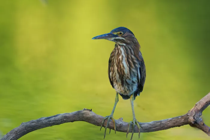 He, Mike: Green Heron
