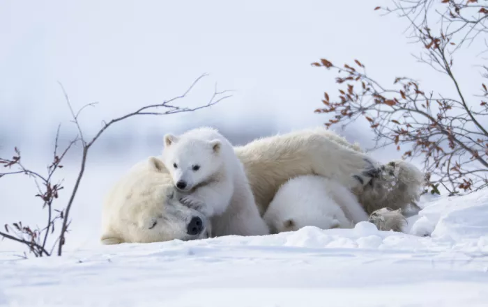 Qin, Xuemei: Wake up, mommy