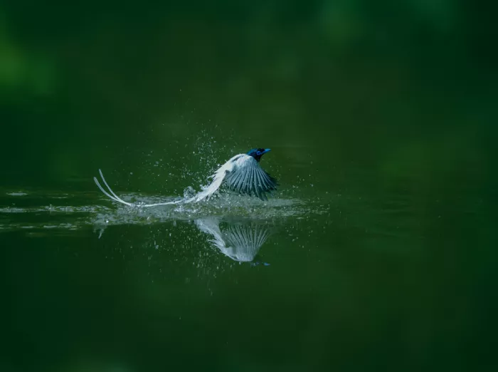 tan, yuzhong: 寿带出浴