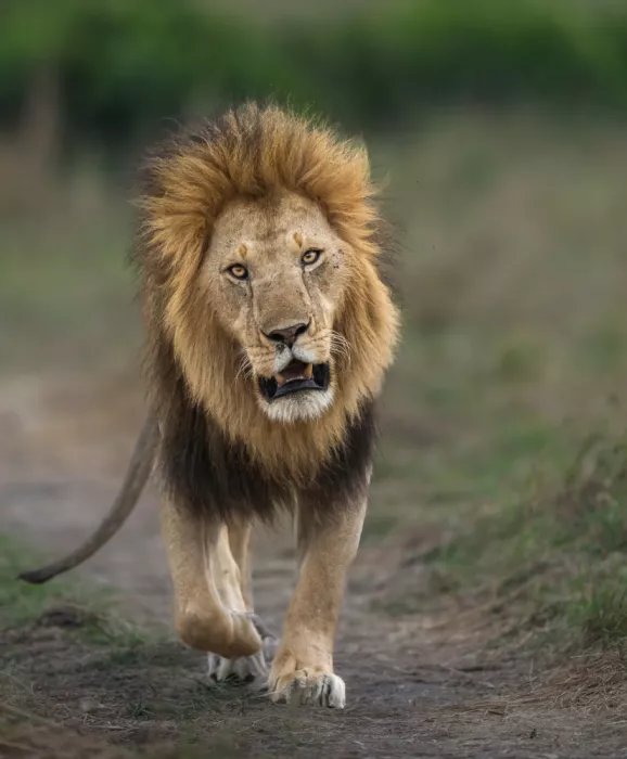 Bhatia, Yogesh: king