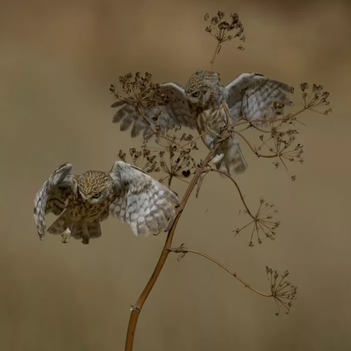 Manusevich, David: Little owls