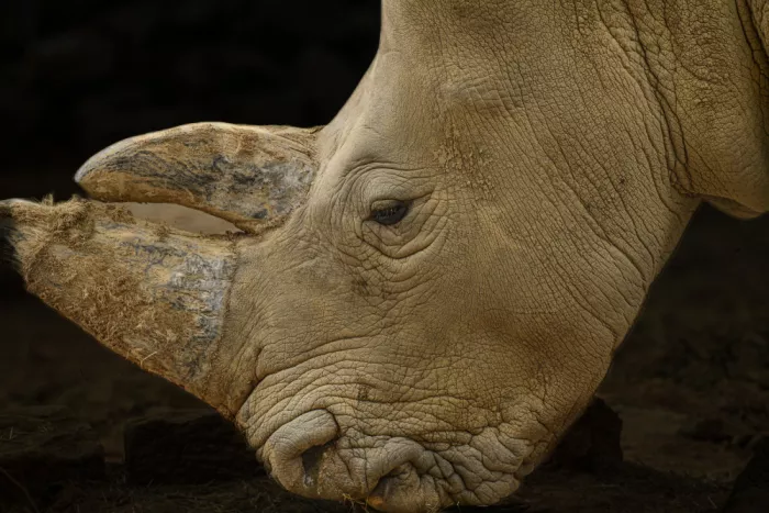 Siegel, S. Jerome: White Rhinoceros