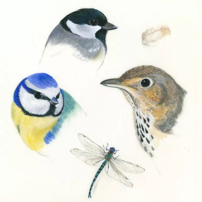 Brent, Isabelle: Vögel und Libelle – Studie