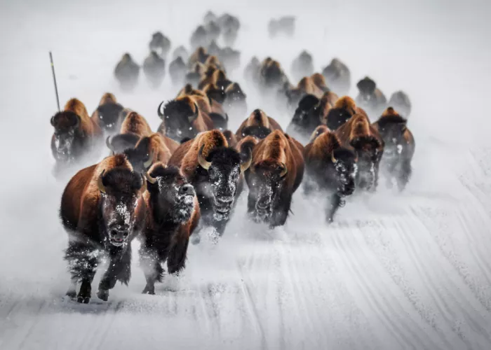 Gu, Zeren: Bison Chasing