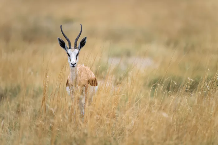 Felici, Massimo: Springbok