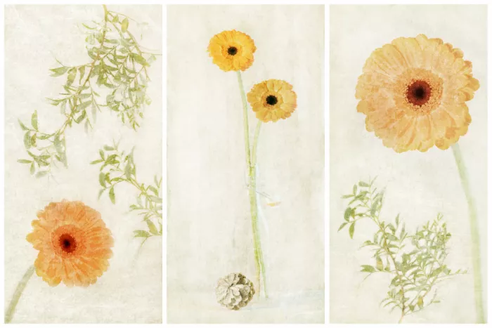 Davidsson, Gustav: Triptych s Gerbery II