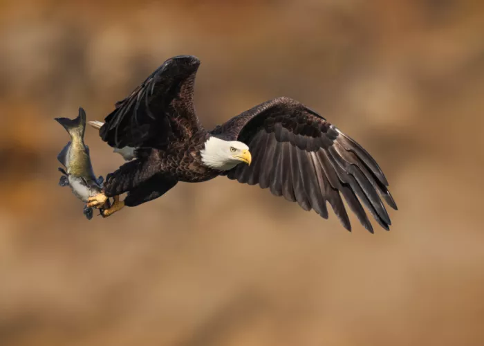 Gu, Zeren: Flight with prey