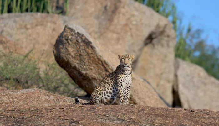 Sikand, Puneet: Leoparden von Jawai