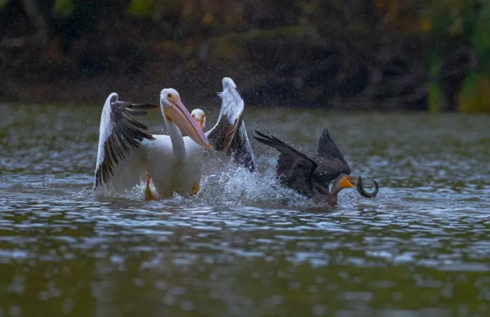 Huang, Johnson: Fight for fish