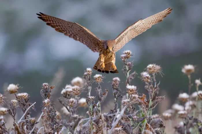 Manusevich, David: Le Chasseur en vol