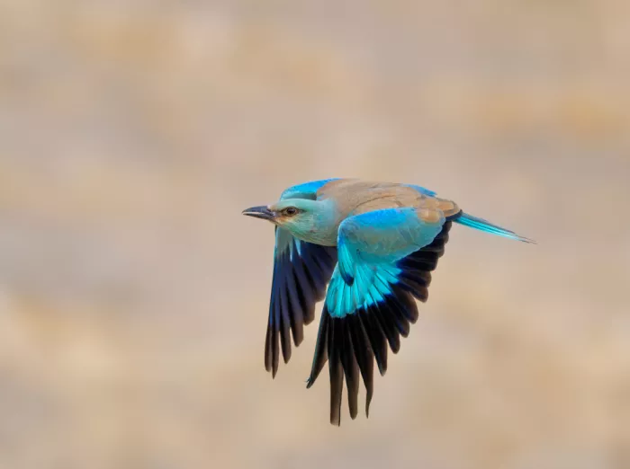 Braunstein, Doron: Ghiandaia marina europea in volo
