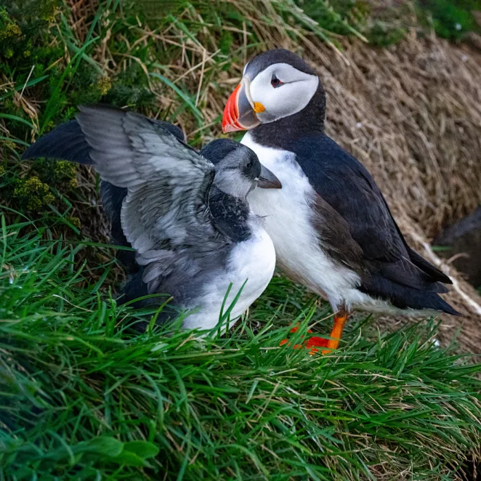 Murphy, Benton: Puflin with parent Puffin