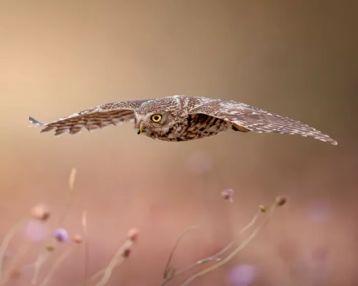 PEREZ, Lisandro: Little owl