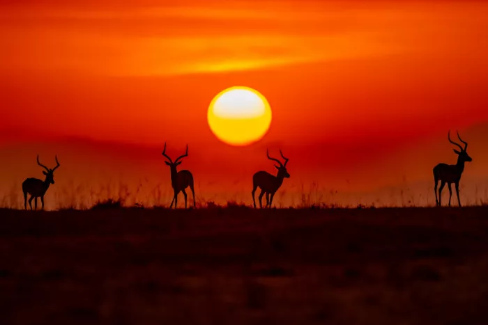 Chandar, Vinoth: Sun-kissed