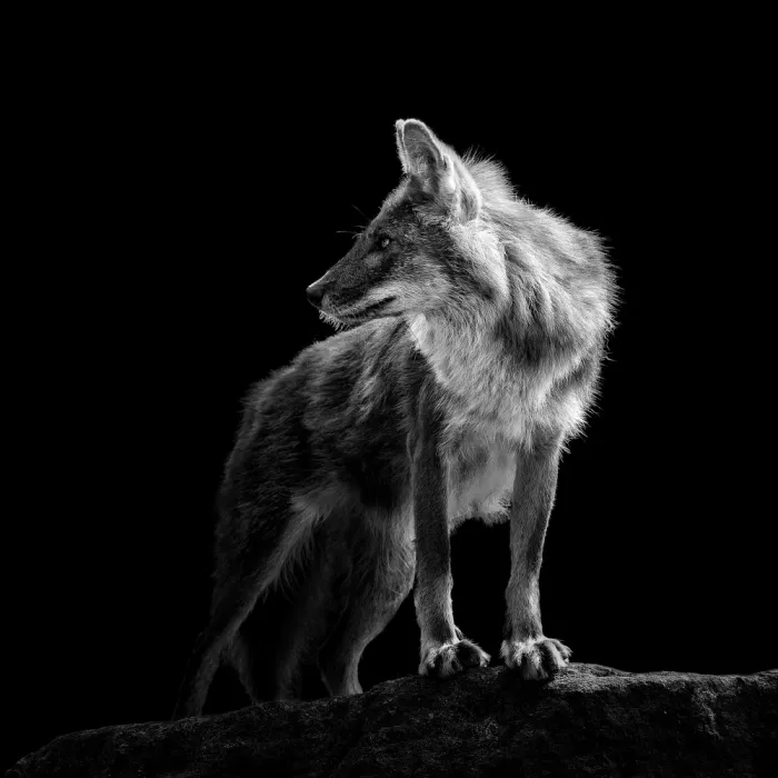 Meermann, Christian: Indian Wild Dog #2