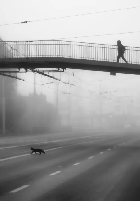 Niemiec, Anna: Chat noir pour la chance