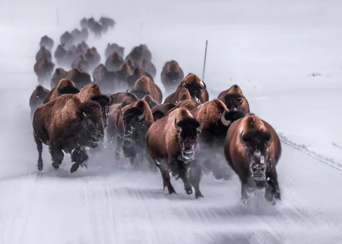 Gu, Zeren: Bison in Snowstorm