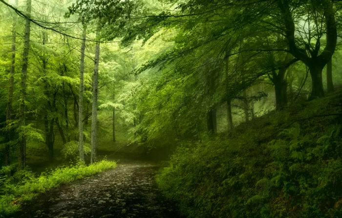 Osuna, Fran: Wald im Frühling